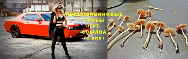 ПСИЛОЦИБИНОВЫЕ ГРИБЫ Алзамай